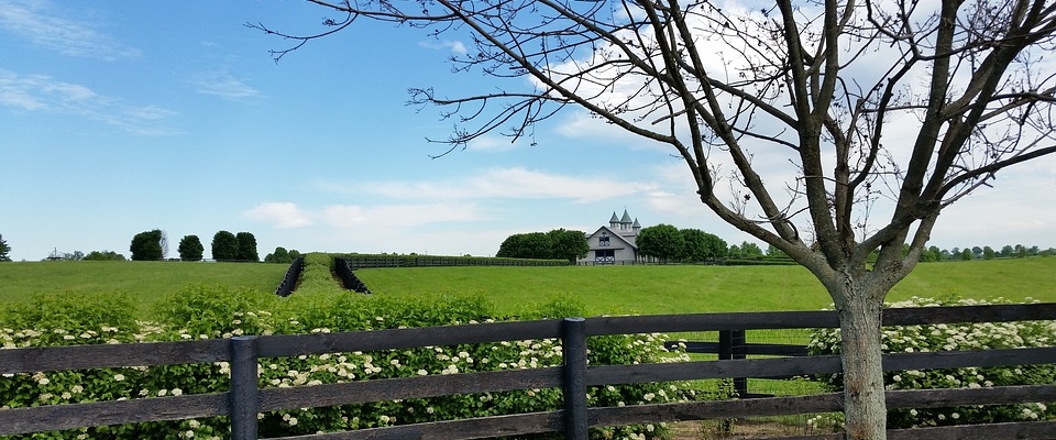 horse-farm-lexington-1402043_pixabay